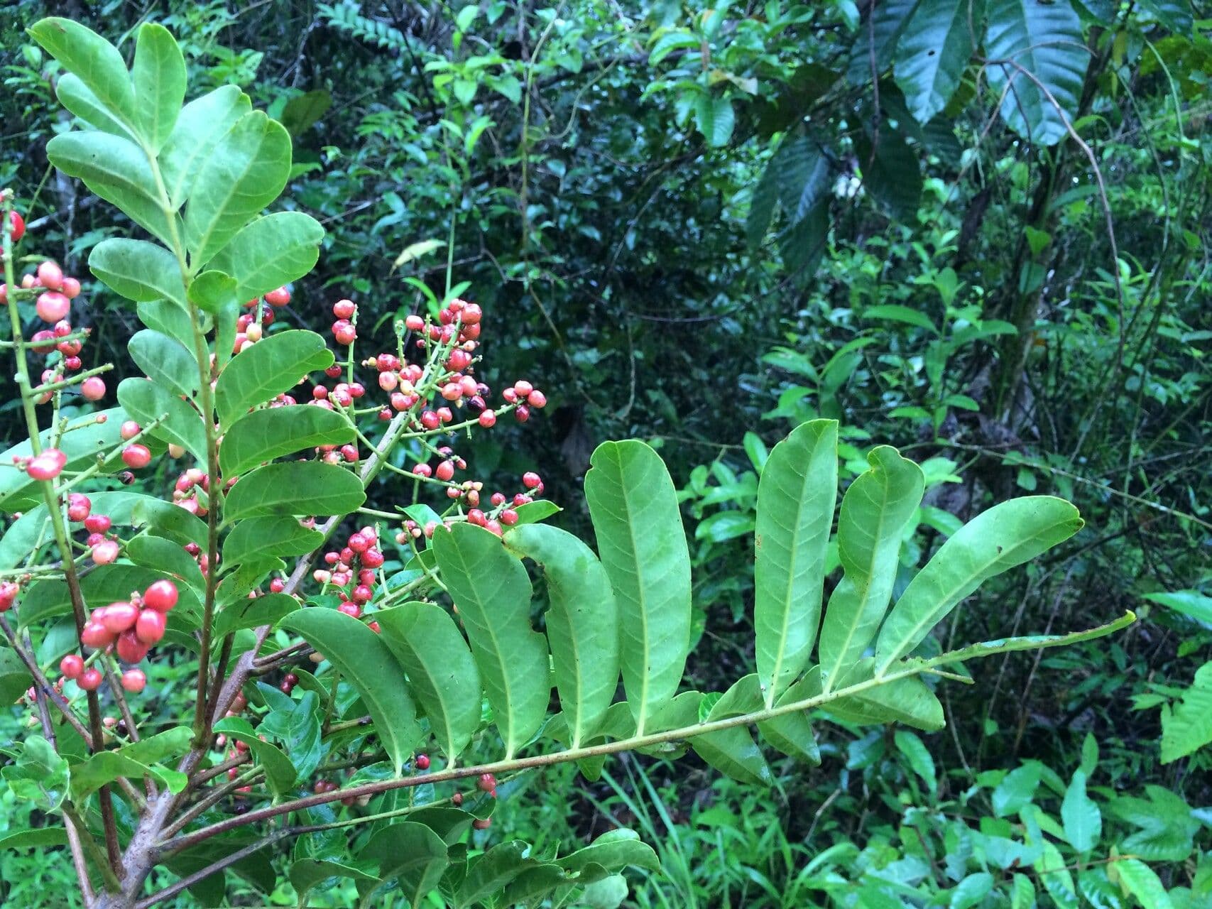 Mosquitoxylum 6