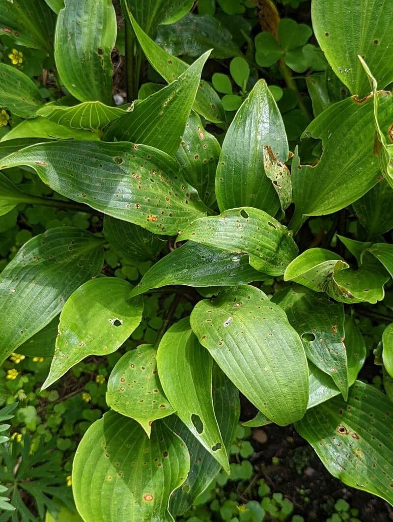 Hosta 12
