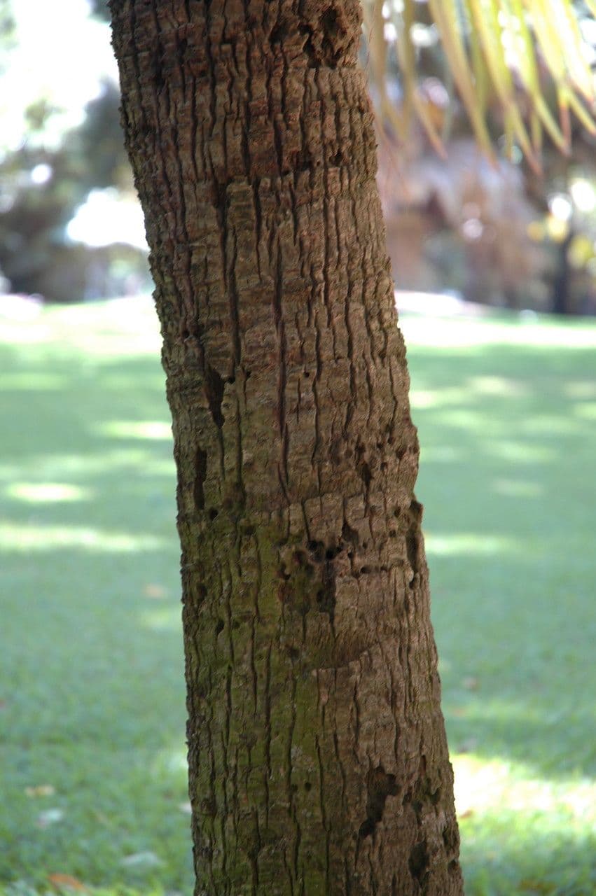 Pritchardia 6