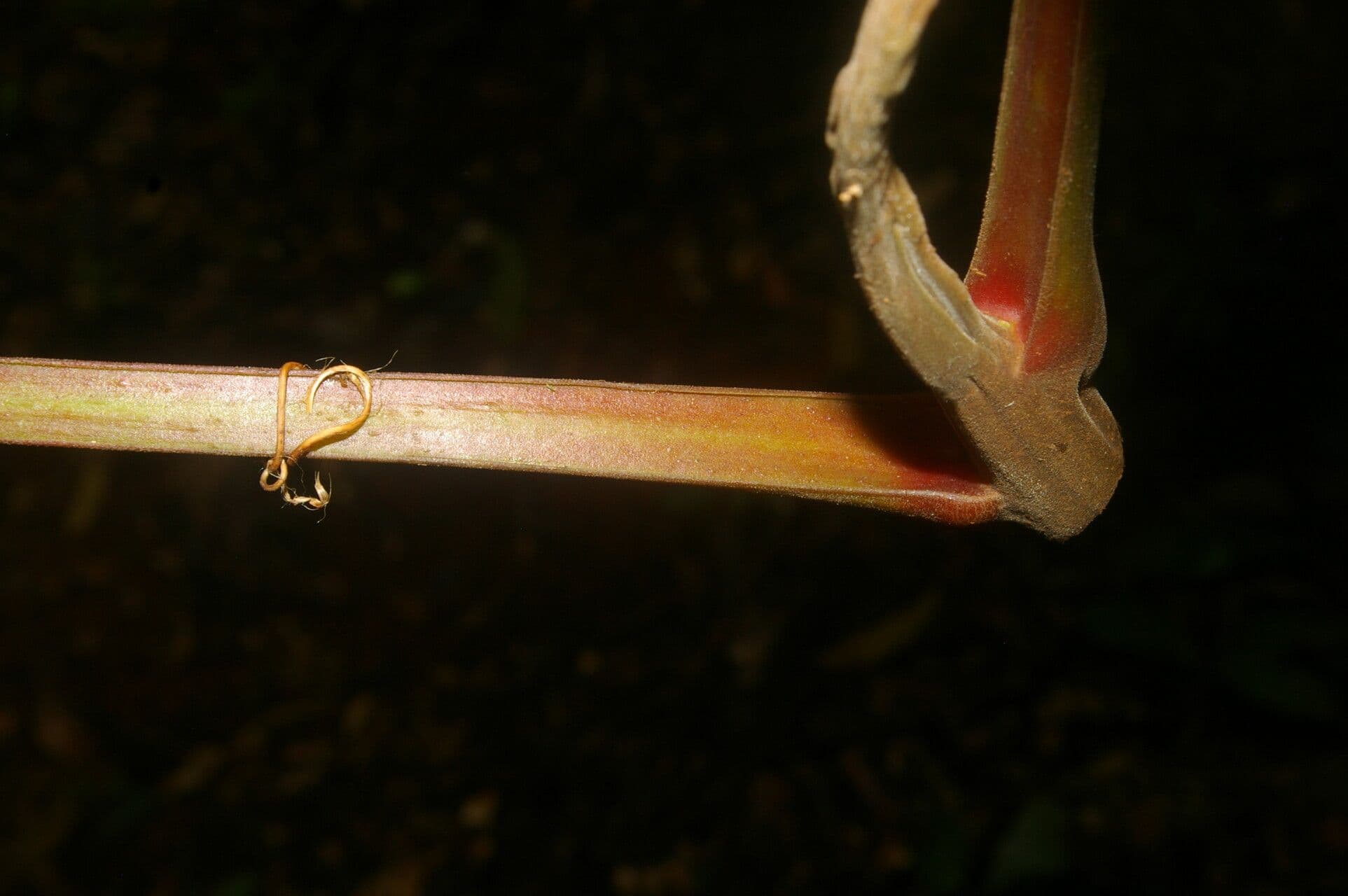 Trattinnickia 8