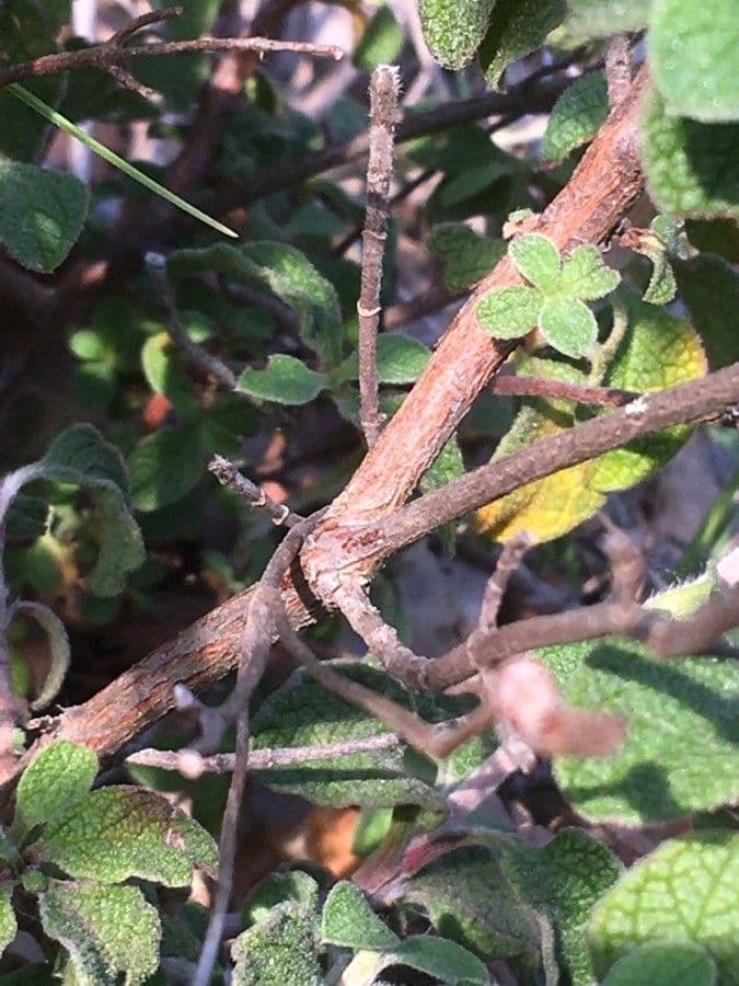 Cistus krétský 21
