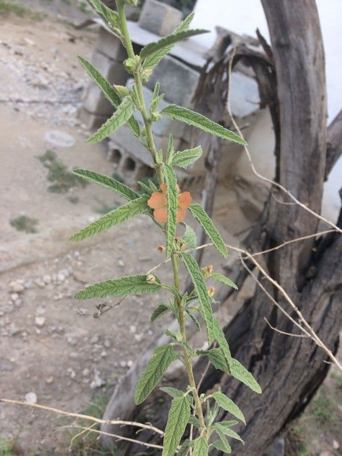 Tragia ramosa 6