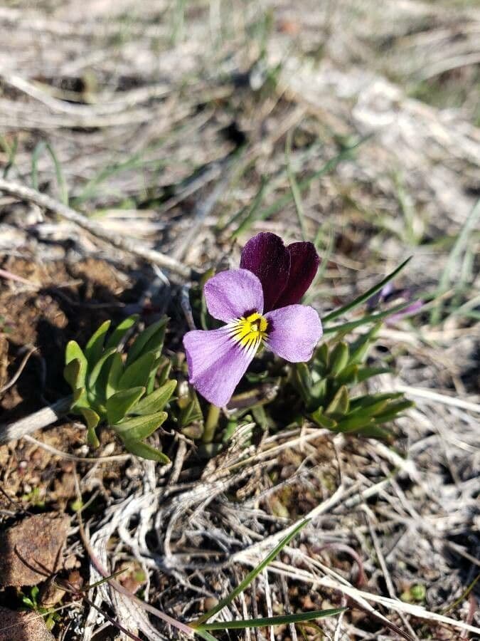 Viola