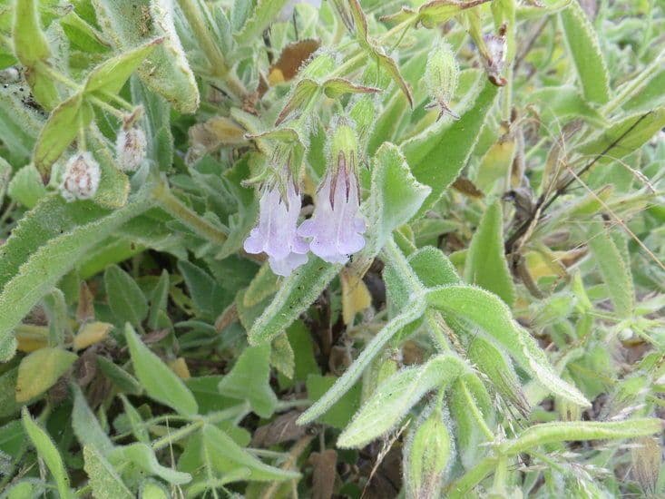 Salvia brocca 8