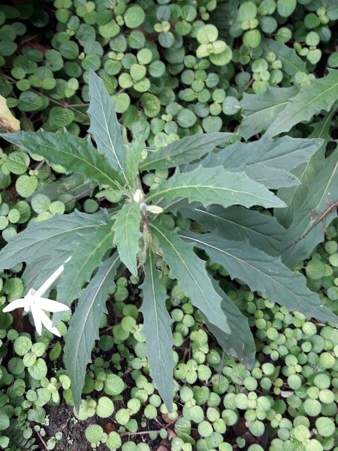 Hippobroma longiflora 12