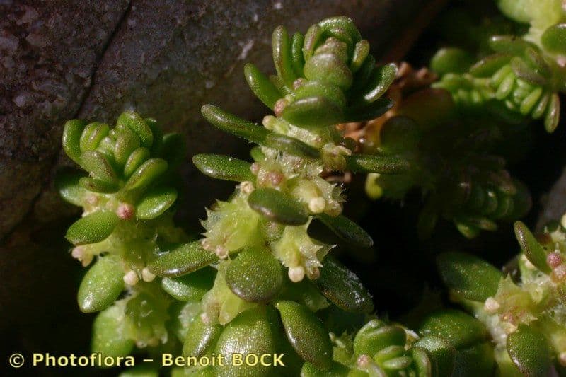Valantia muralis 4