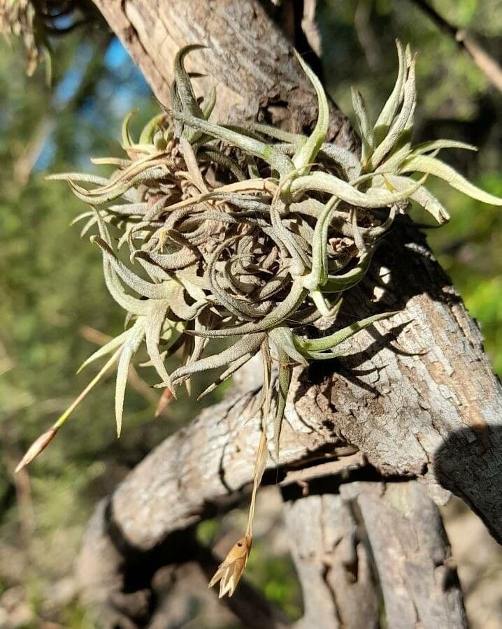 Tillandsia 4