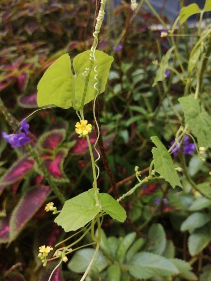 Melothria pendula 6