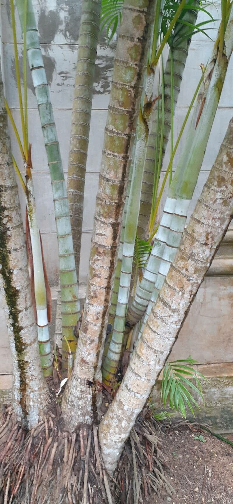 Areca dorée 23