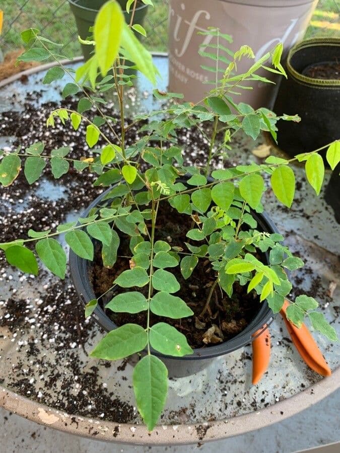 Phyllanthus 18