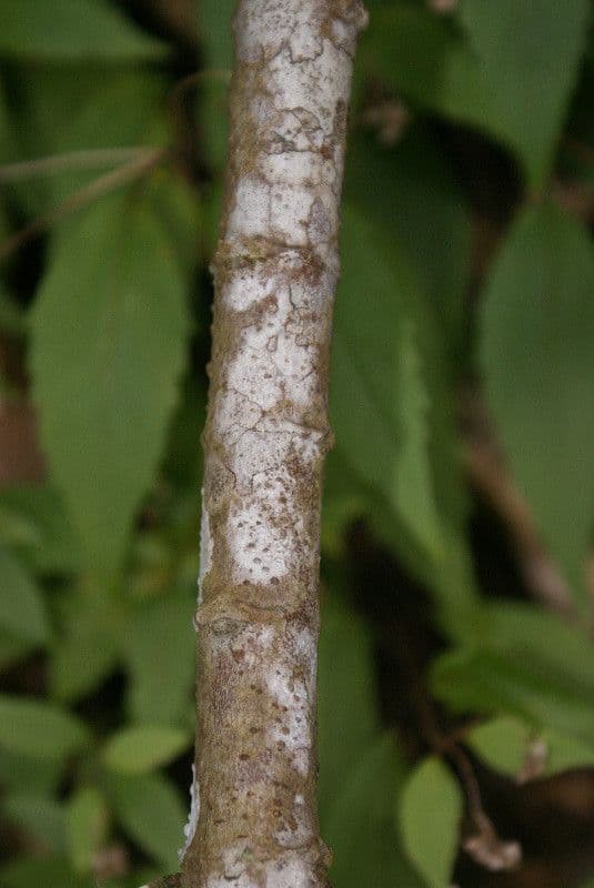 Ortica falsa pendula 23