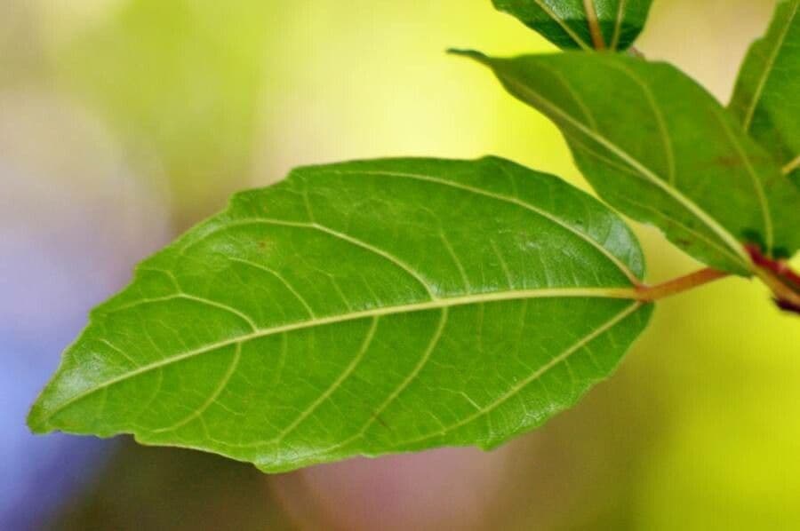 Khat 4