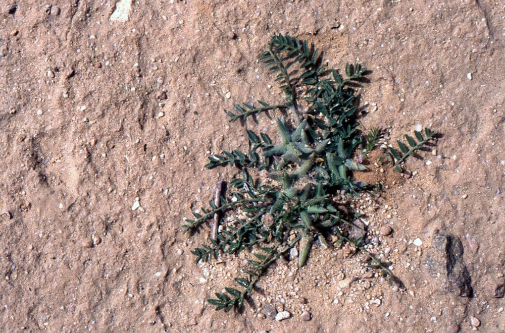Astragalo 4