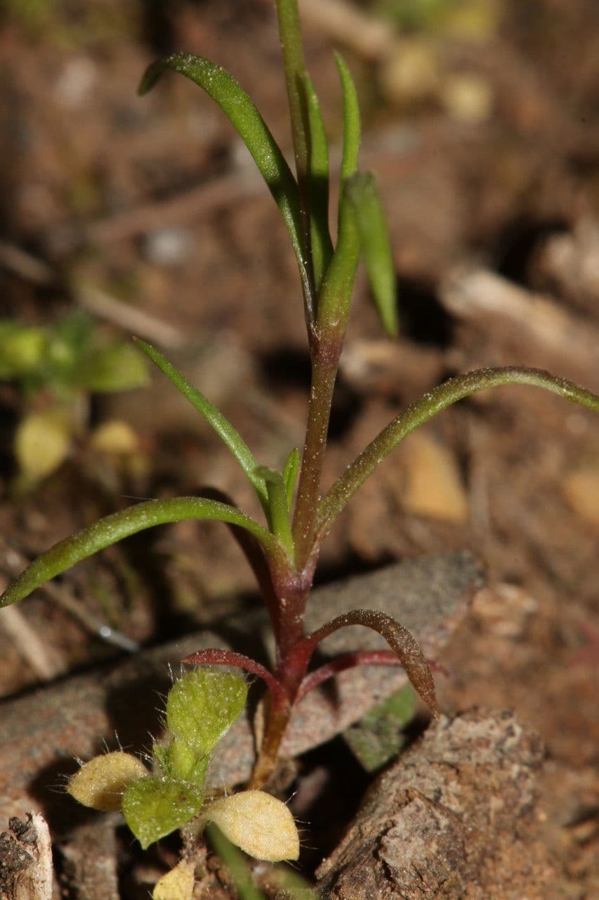 Minuartia ibrida 9