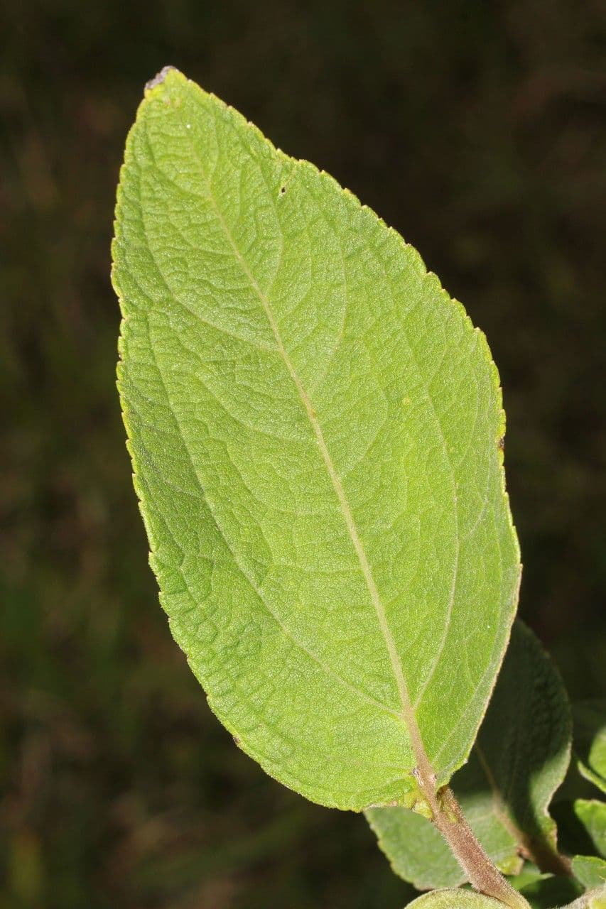 Clibadium 15