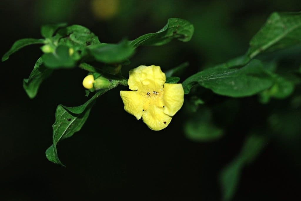 Dasistoma 13