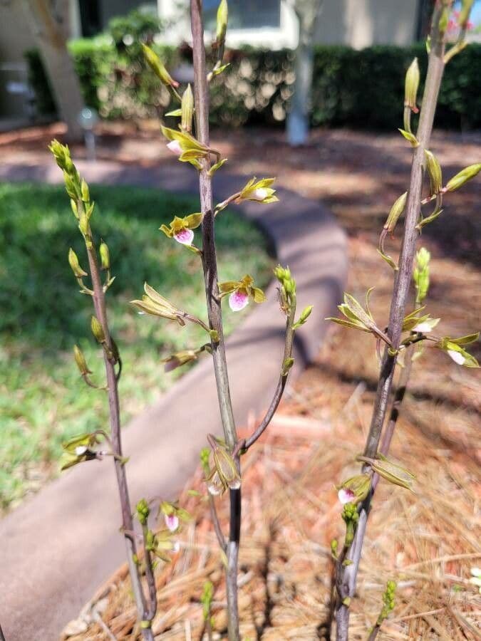 Eulophia 3