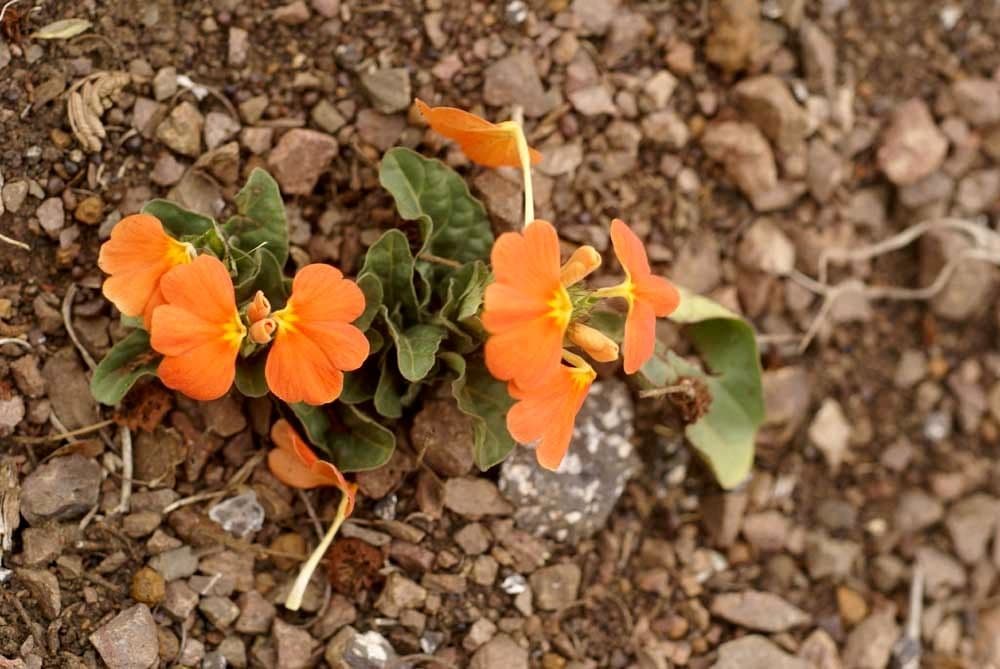 Crossandra 3