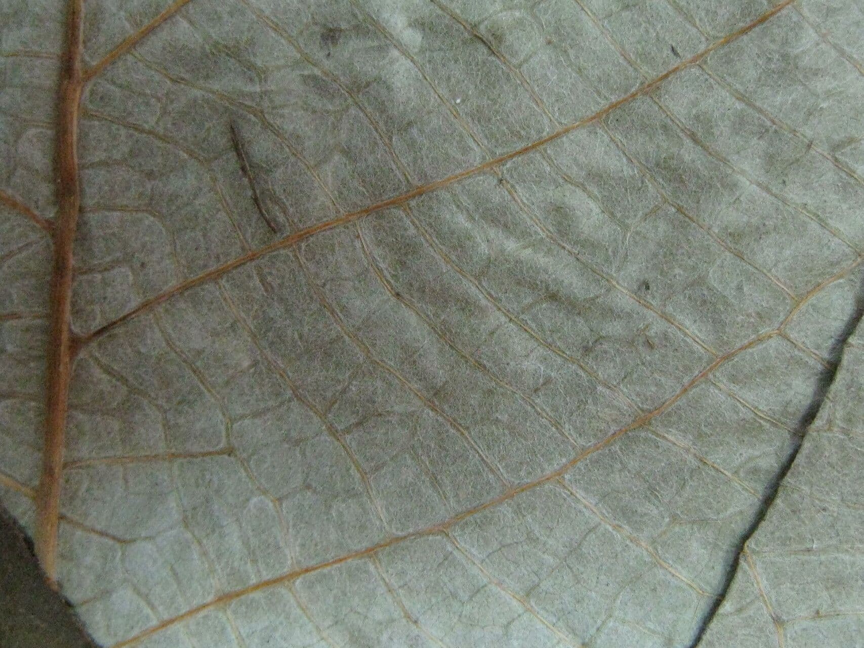 Cecropia
