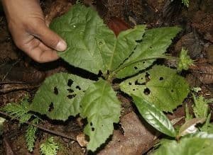 Pavonia hastata 12