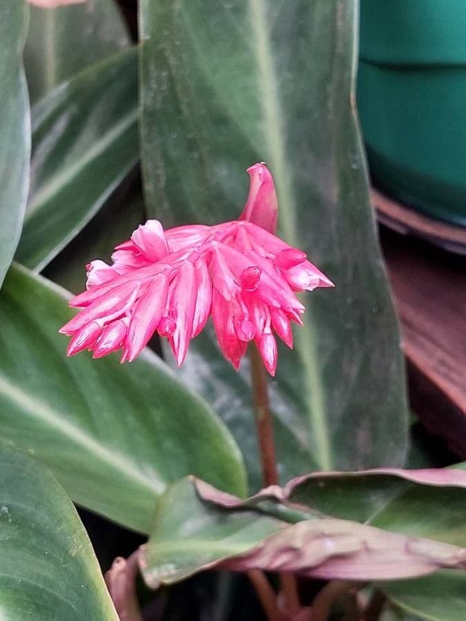 Ctenanthe 4