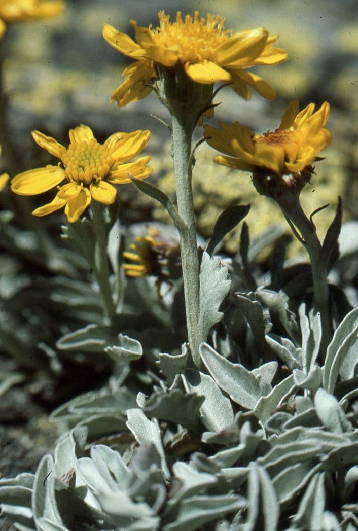 Senecio 5