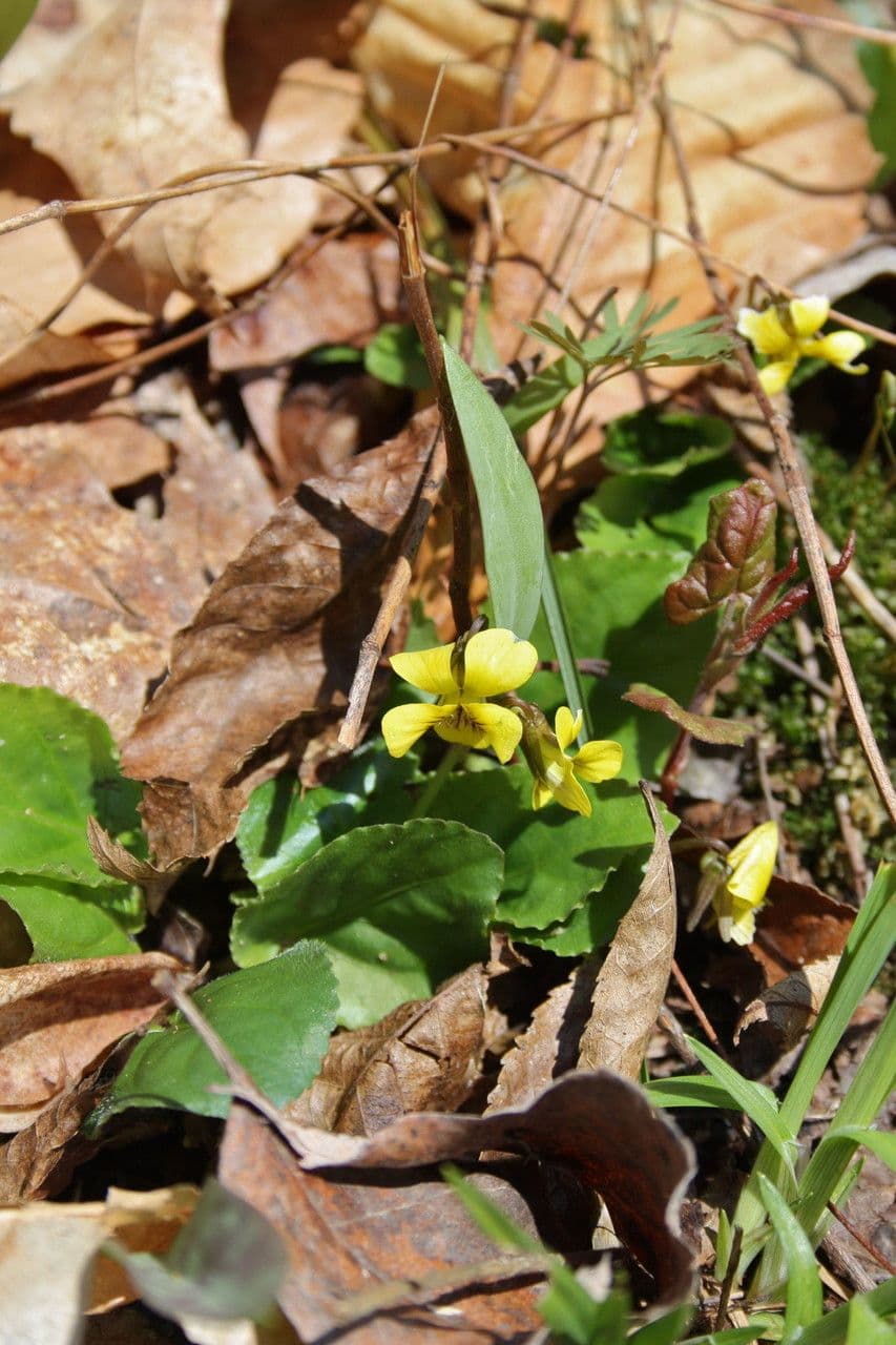 Viola 10