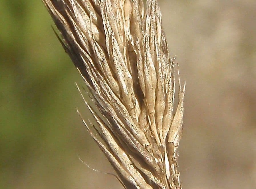 Nit grass 5
