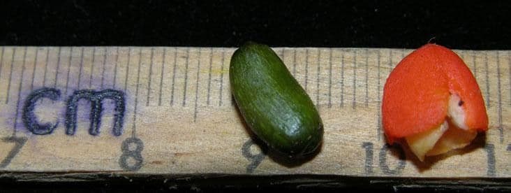 Chrysochlamys 11