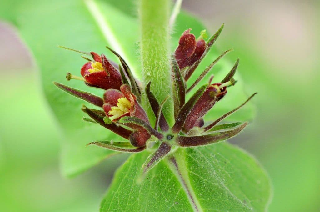 Triosteum perfoliatum 6