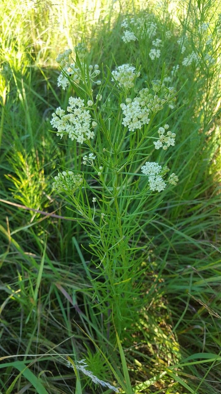 Asclepias verticillata 11