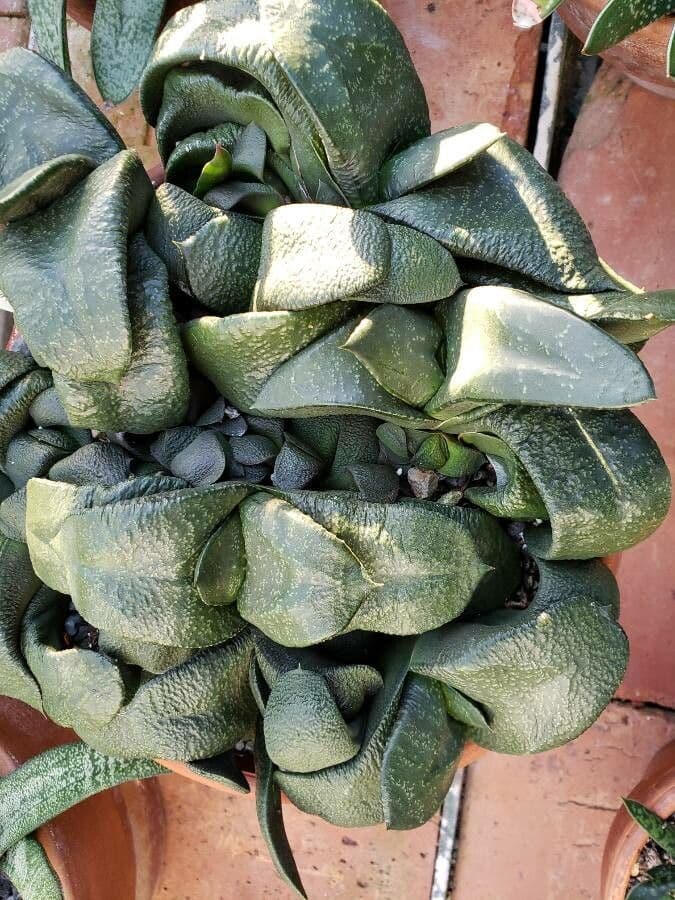 Gasteria