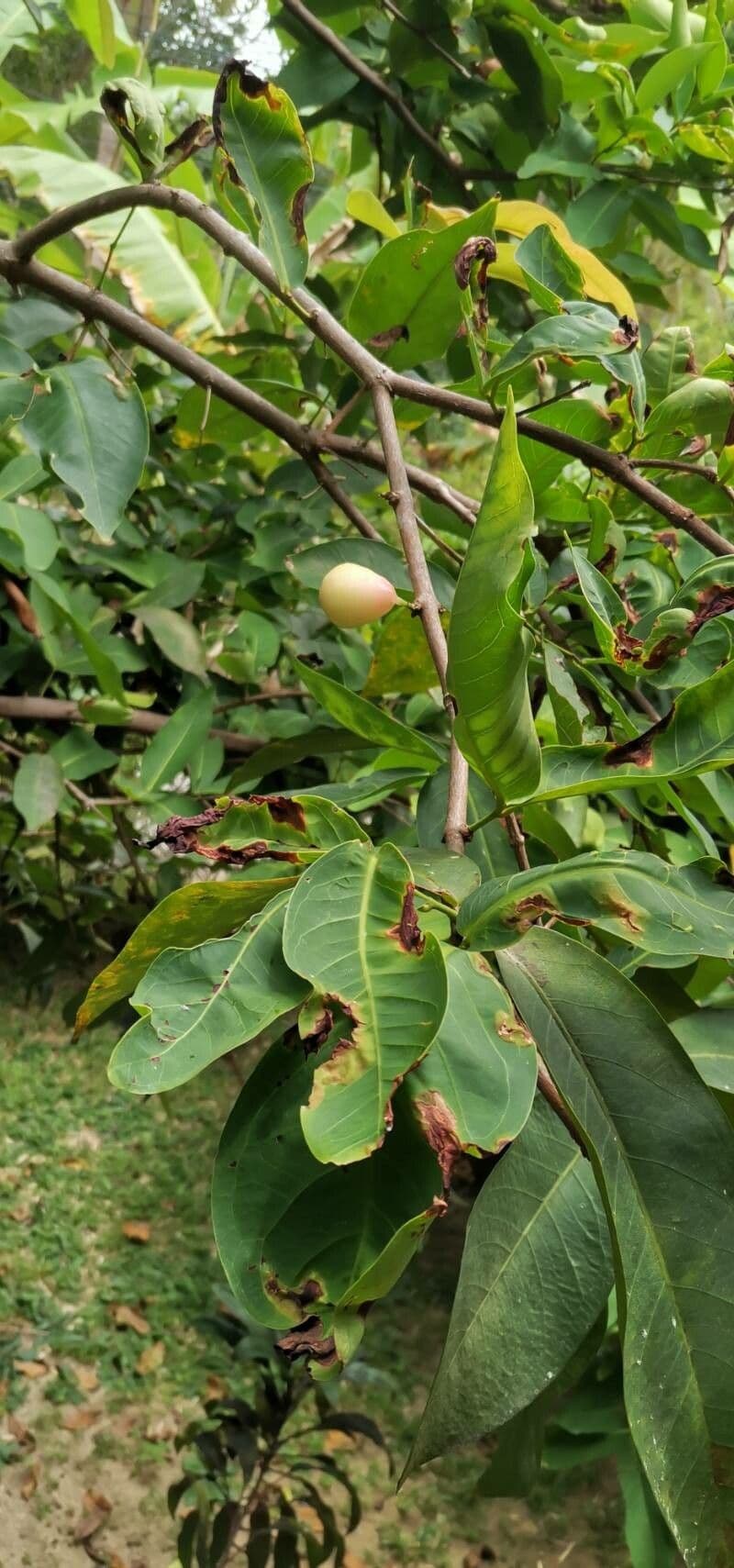 Pomme d'eau 16