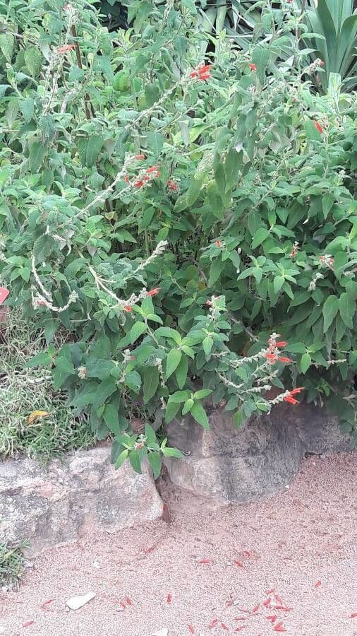 Salvia splendente 6