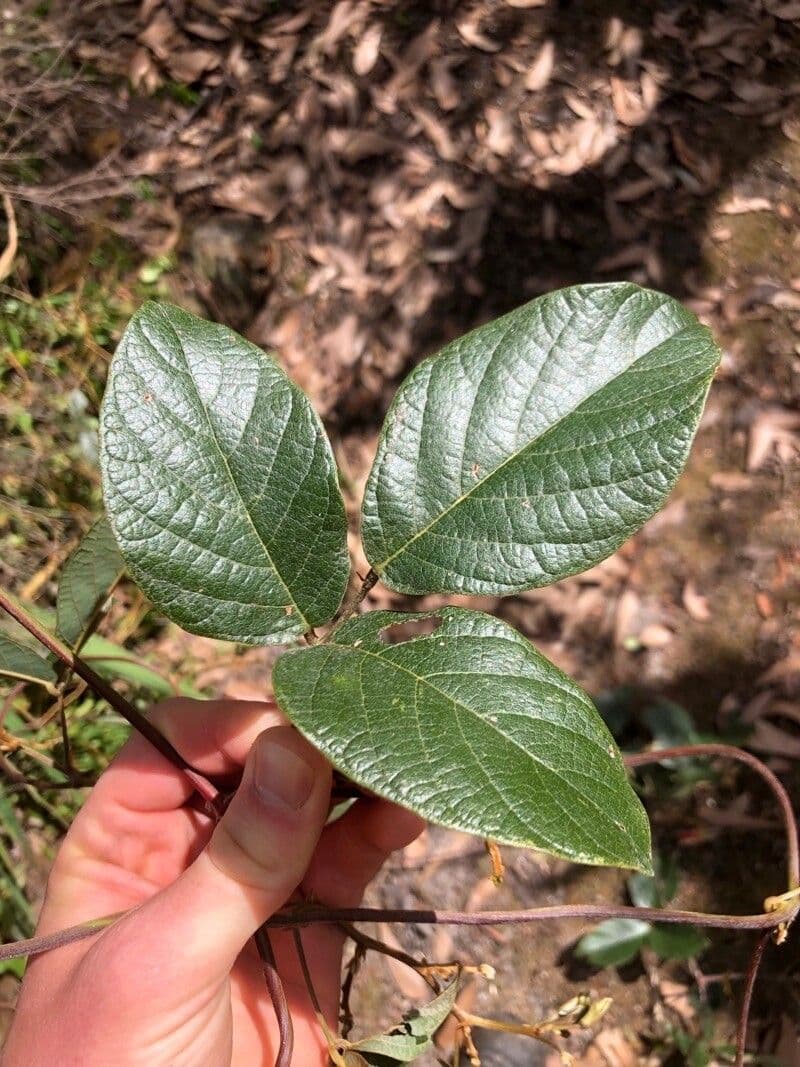 Kennedia rubicunda 11