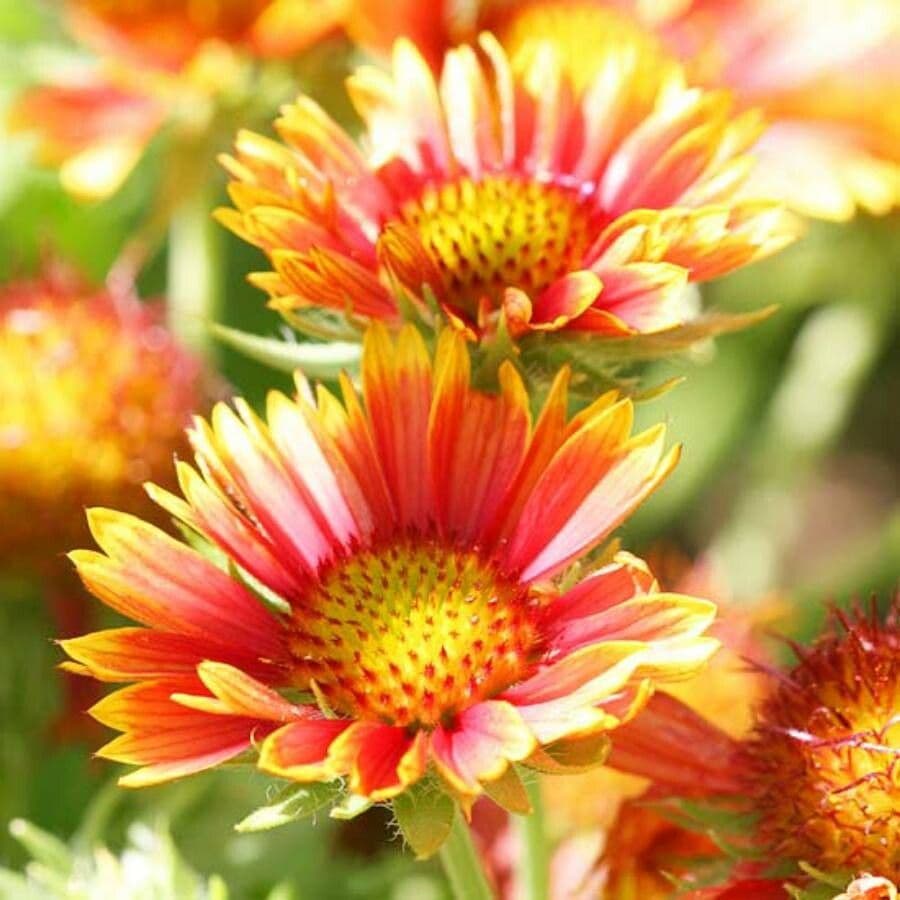 Gaillardia 10