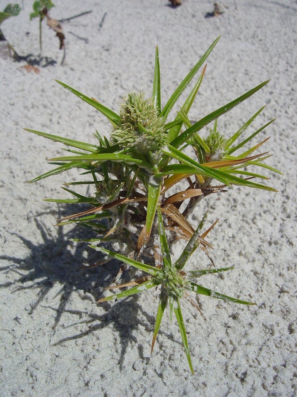 Cyperus pedunculatus 6