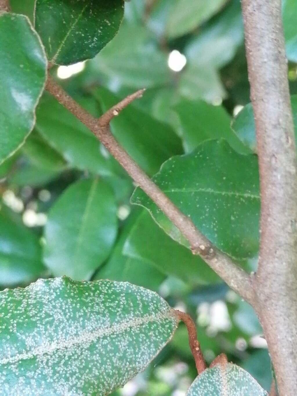 Elaeagnus 21