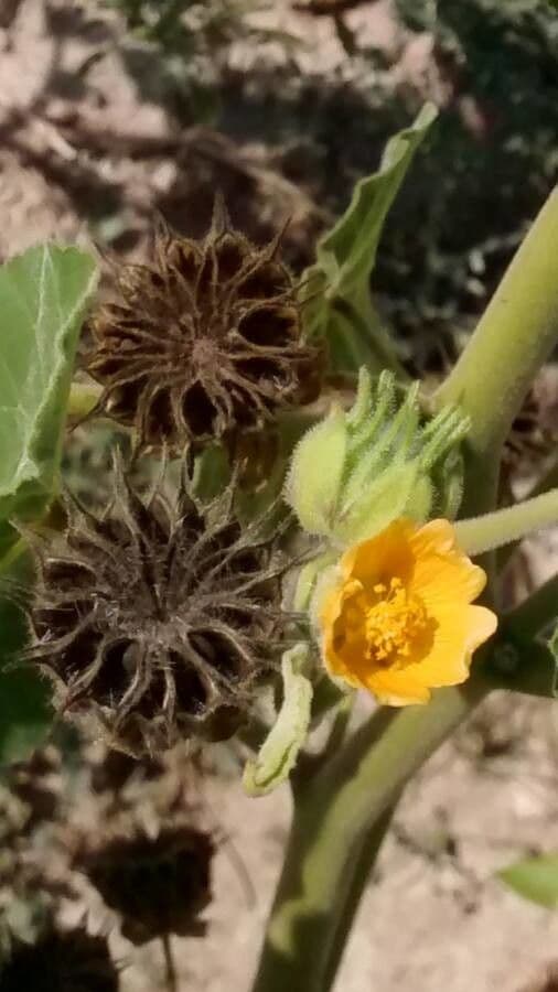 Abutilon di Teofrasto 7