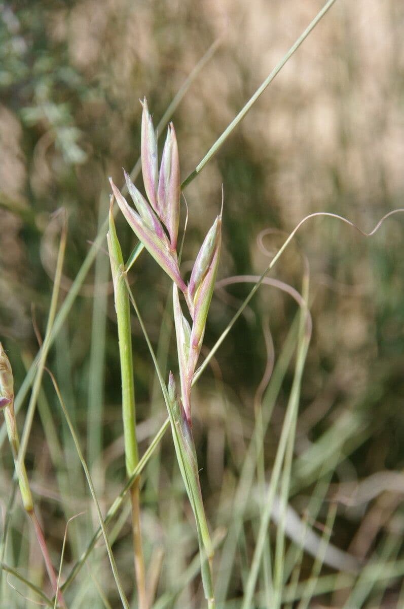 Trawa geranium 15