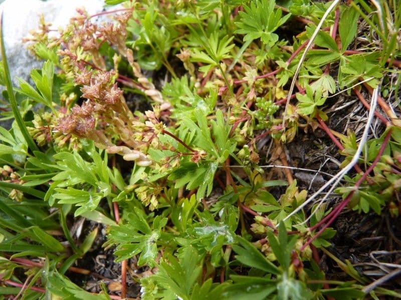 Alchemilla pentafilla 6