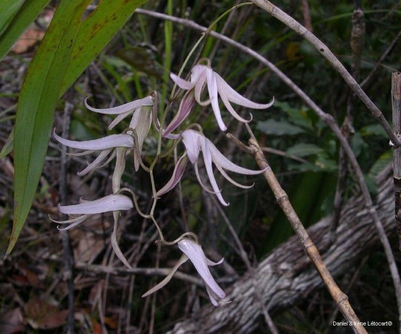 Dendrobium 3
