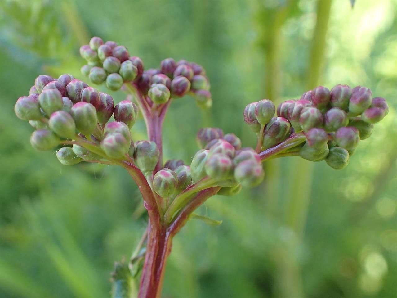 Filipendula comune 2