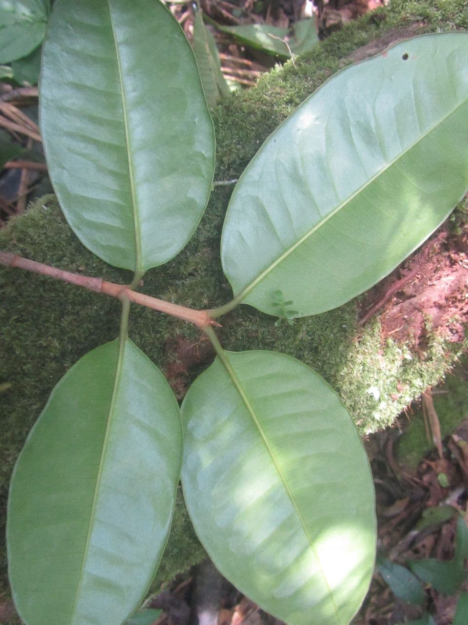 Spachea 13