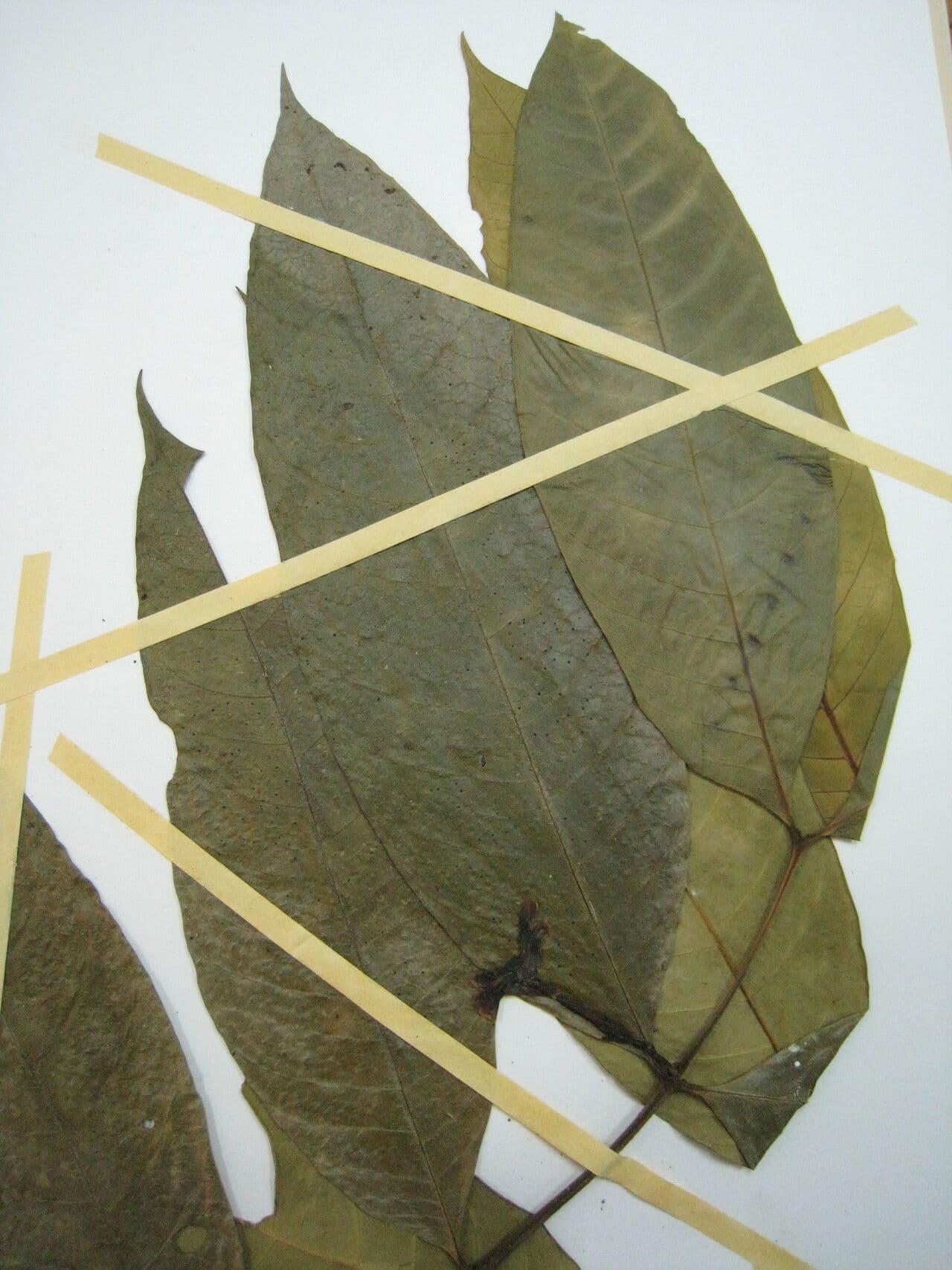 Tabernaemontana 9