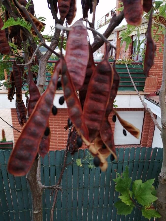 Albizia australiana