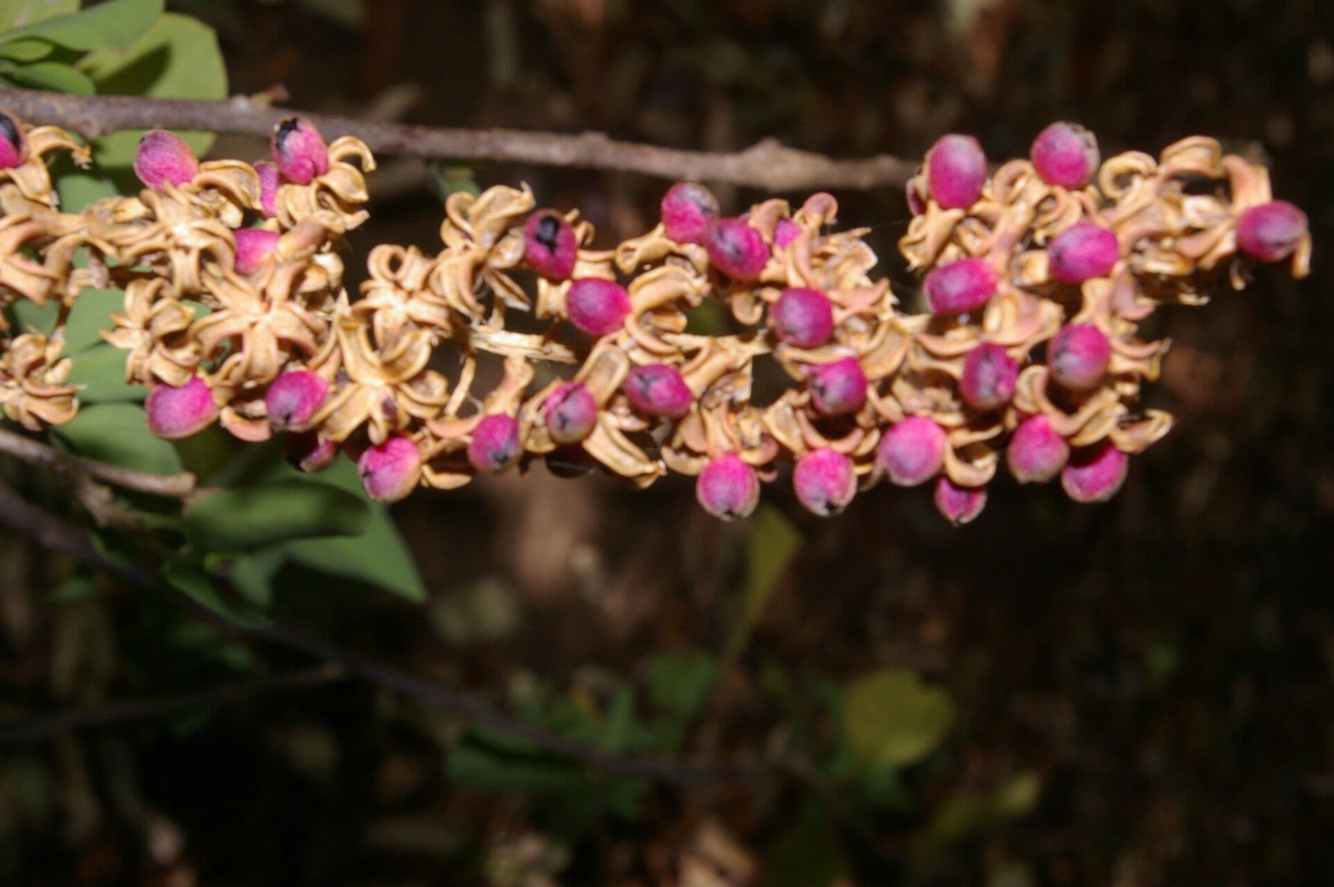 Stegnosperma 7