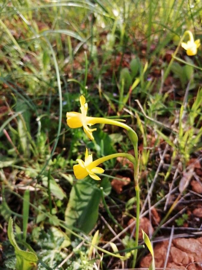Narciso 5