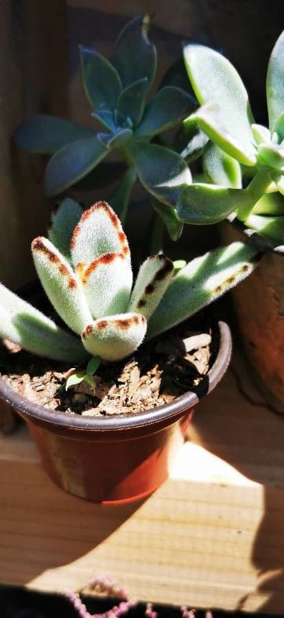 Pianta panda 17