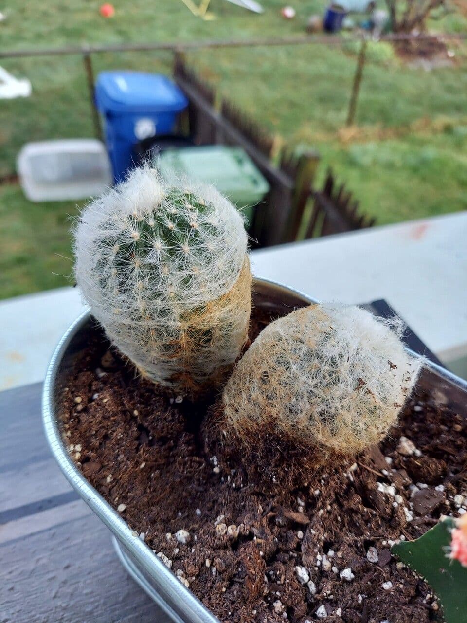Cactus vecchio 20
